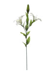 Lily