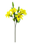 Lily