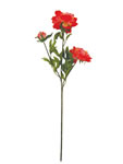 Peony