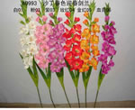 Gladiolus