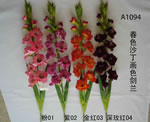 Gladiolus
