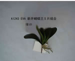 Orchid