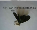 Orchid