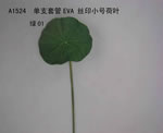 Lotus flower