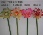 Lotus flower