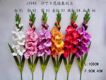 Gladiolus