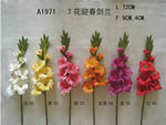 Gladiolus