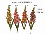 Gladiolus