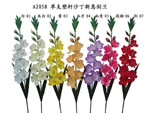 Gladiolus
