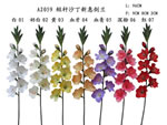 Gladiolus