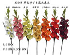 Gladiolus